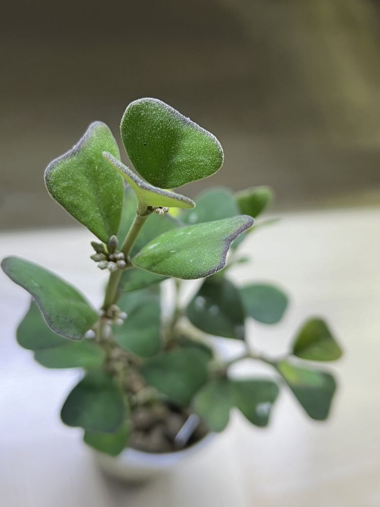 Hoya manipurensis