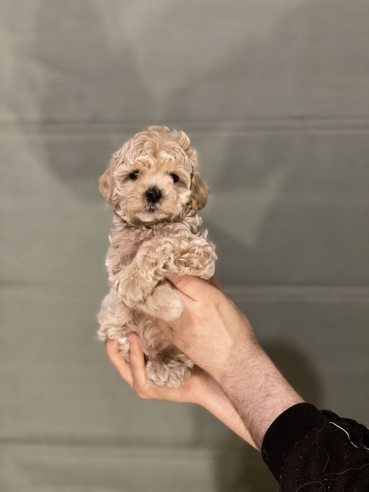 Міні красунчик мальтипу