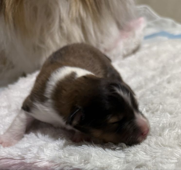 Owczarek Szetlandzki śniady piesek Hector