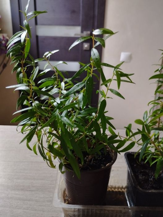 Мирт комнатный, мелколистный