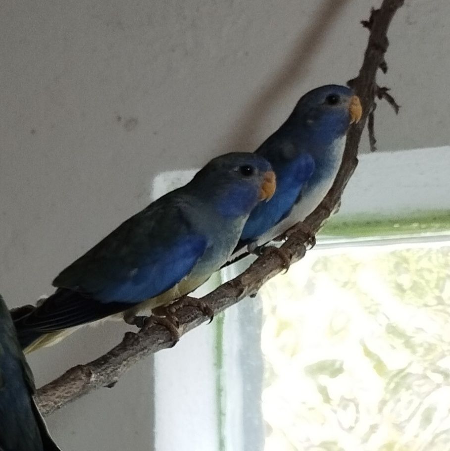 Глянцевые попугаи