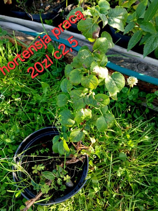 Producent hortensje ogrodowe krzewiaste pilgowane oraz pnace