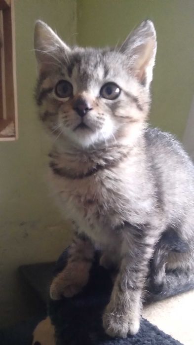 3 mieś kociaki szukają domu