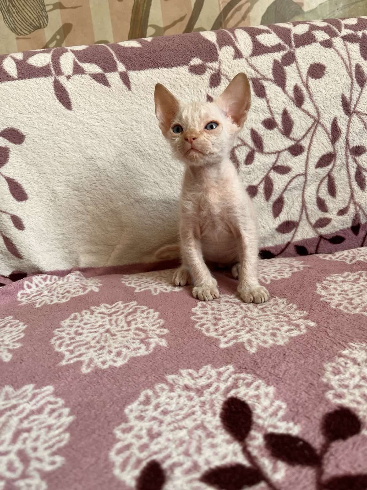 Котята Девон Рекс