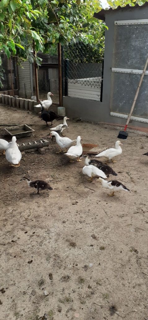 Patos e patinhos