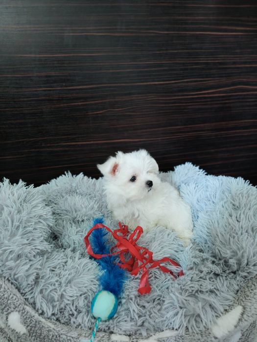 Suczka maltańczyk. Mini