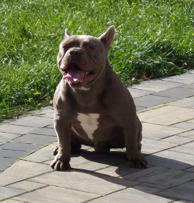 Buldog francuski pies