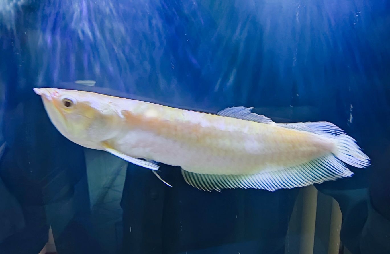 Arowana "Banana" 25/30 cm