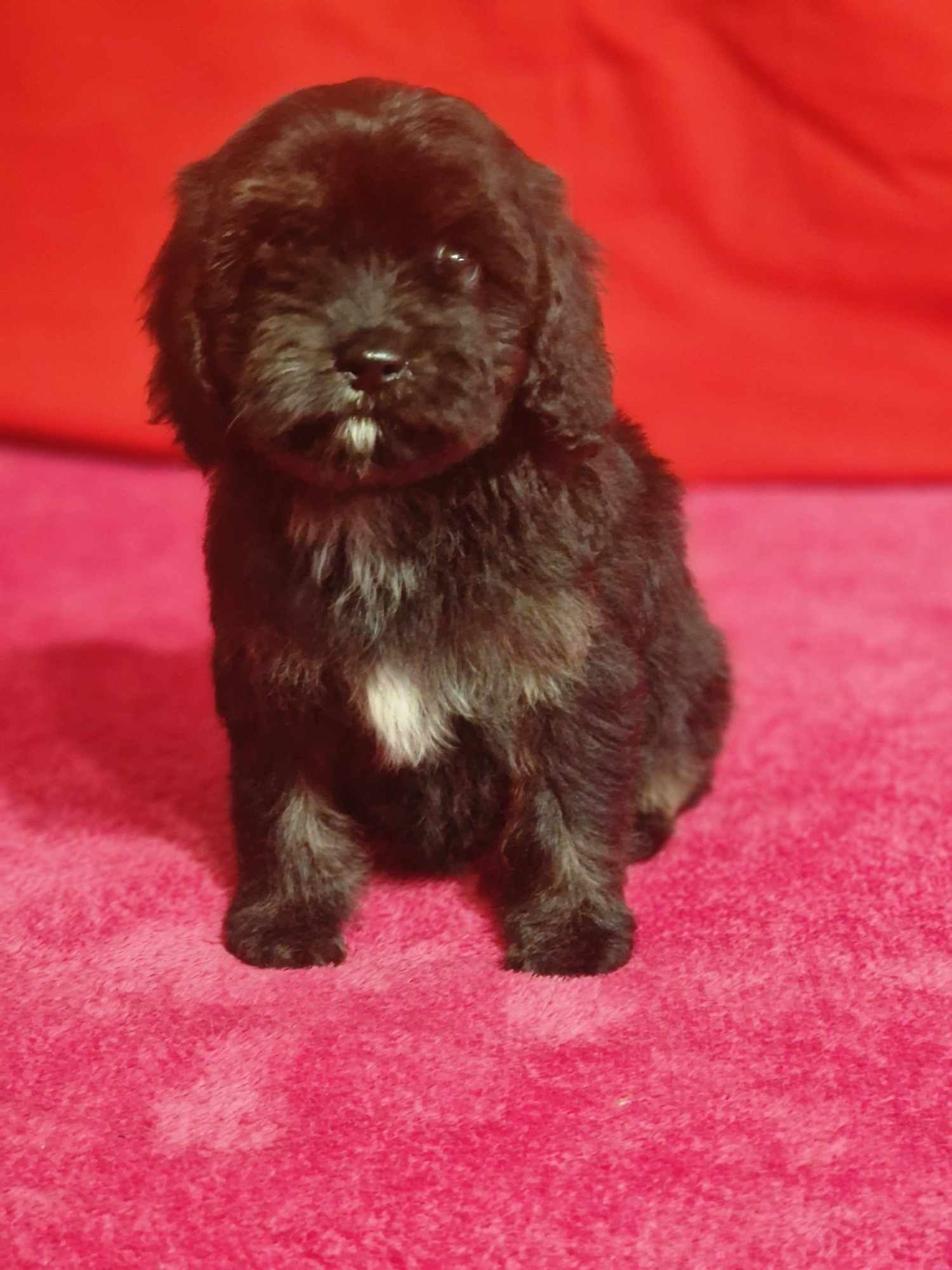 Cavapoo wyjątkowa dziewczynka