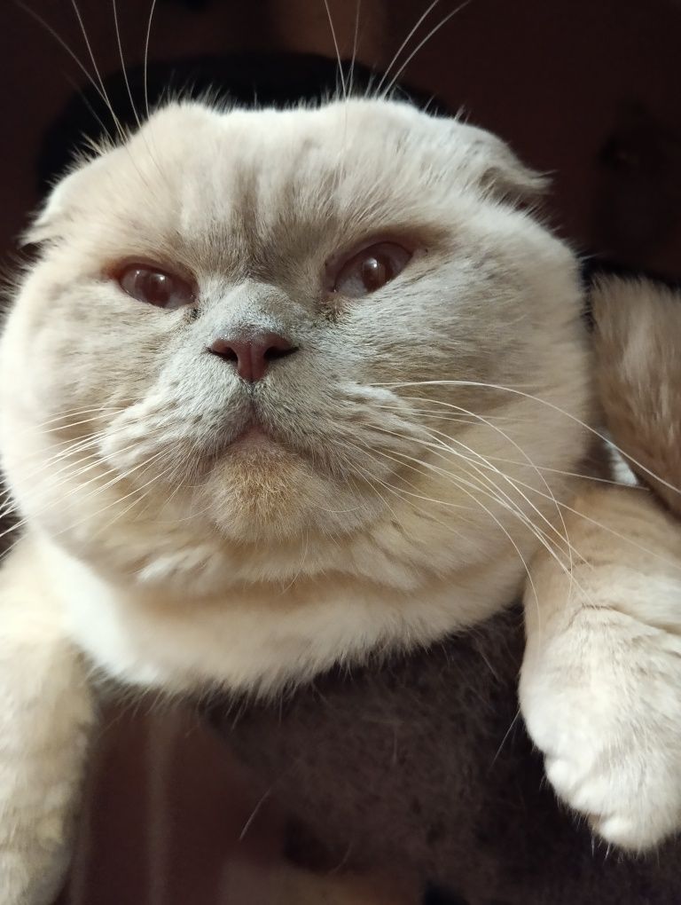 Ищем кошечку для котика