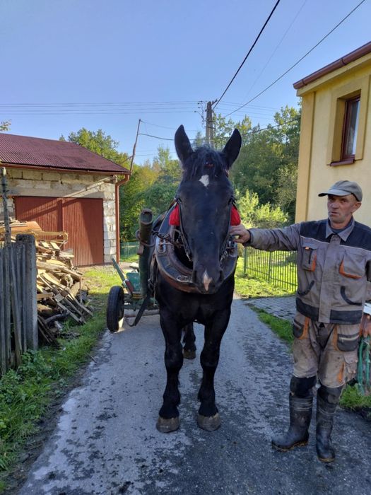 Ogier zimnokrwisty 2 lata