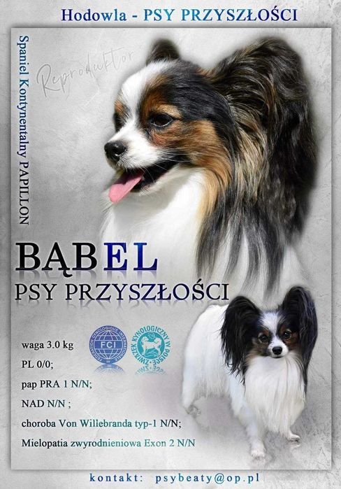 Papillon, suczka ZKwP