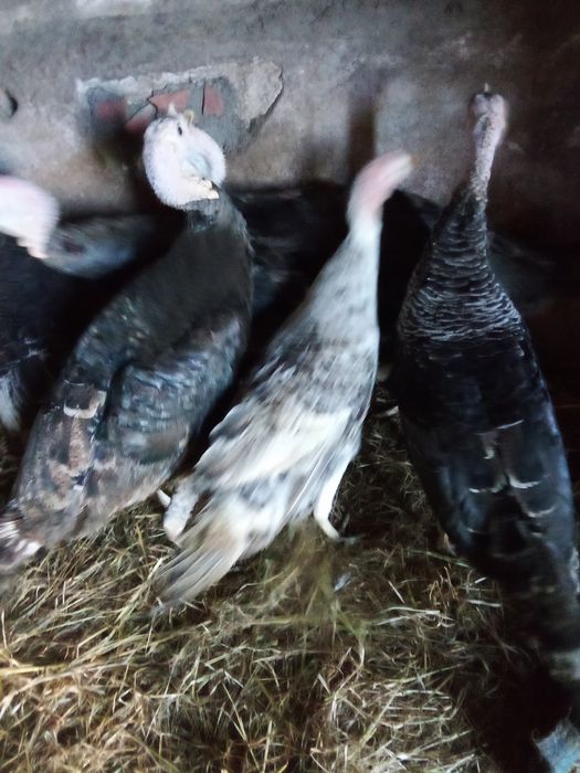 Ovos de perua fecundados (galados)