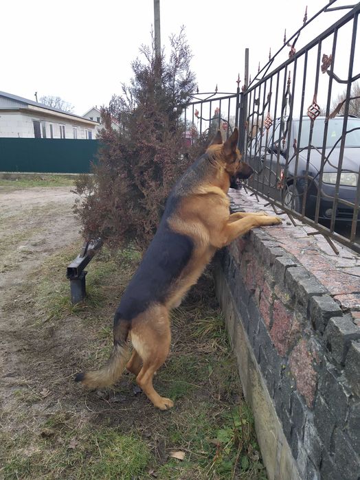 Цуценята німецької вівчарки. 2 дівчинки.