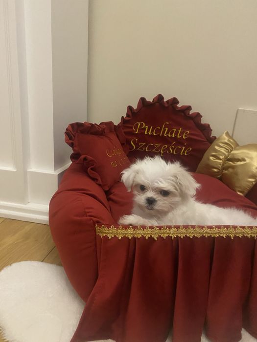 Maltańczyk chłopiec, piesek, gotowy na nowy domek. Waga do 2-2..20 kg