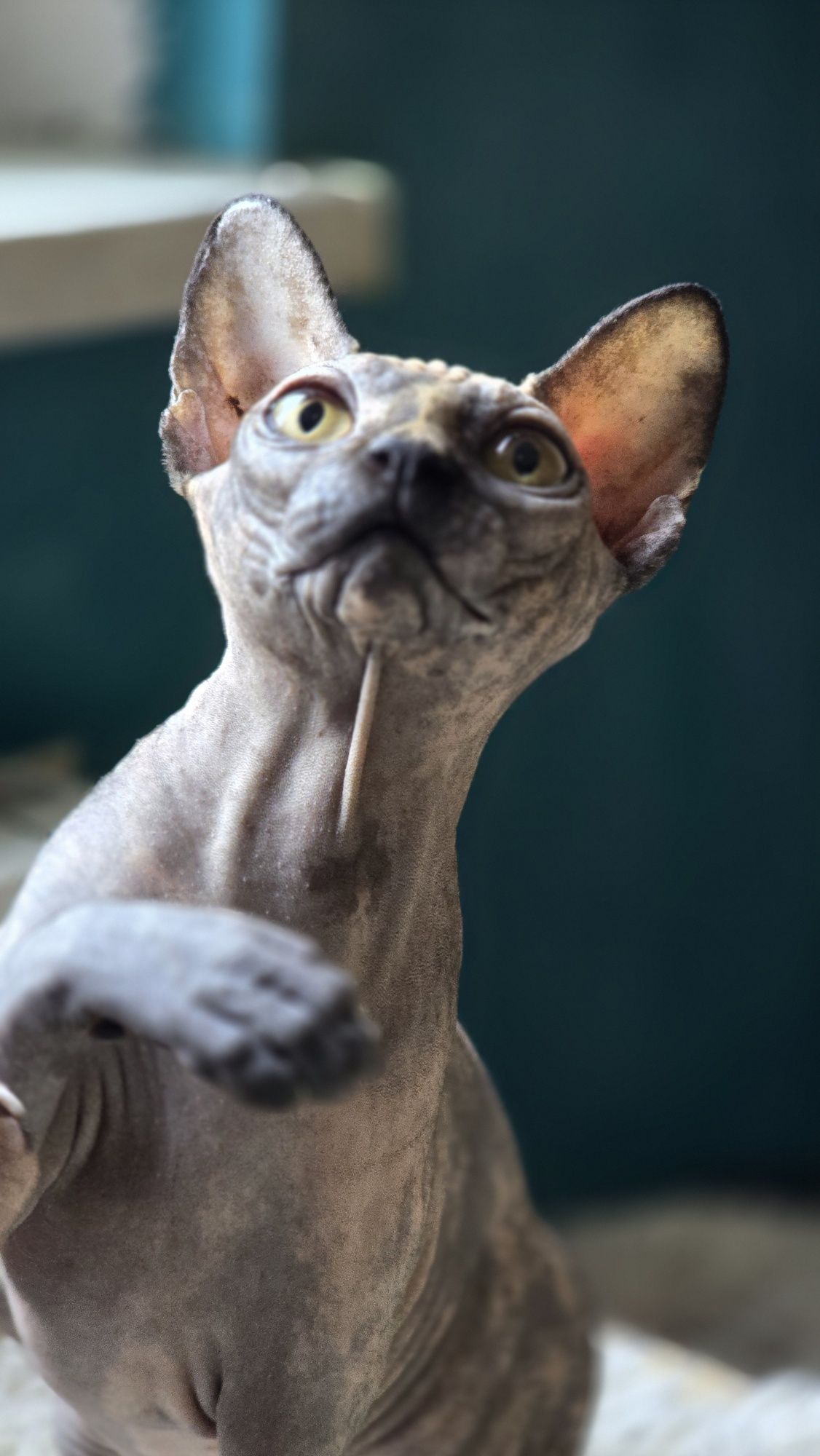 Kotka Sfinks Kanadyjski Sphynx do odbioru