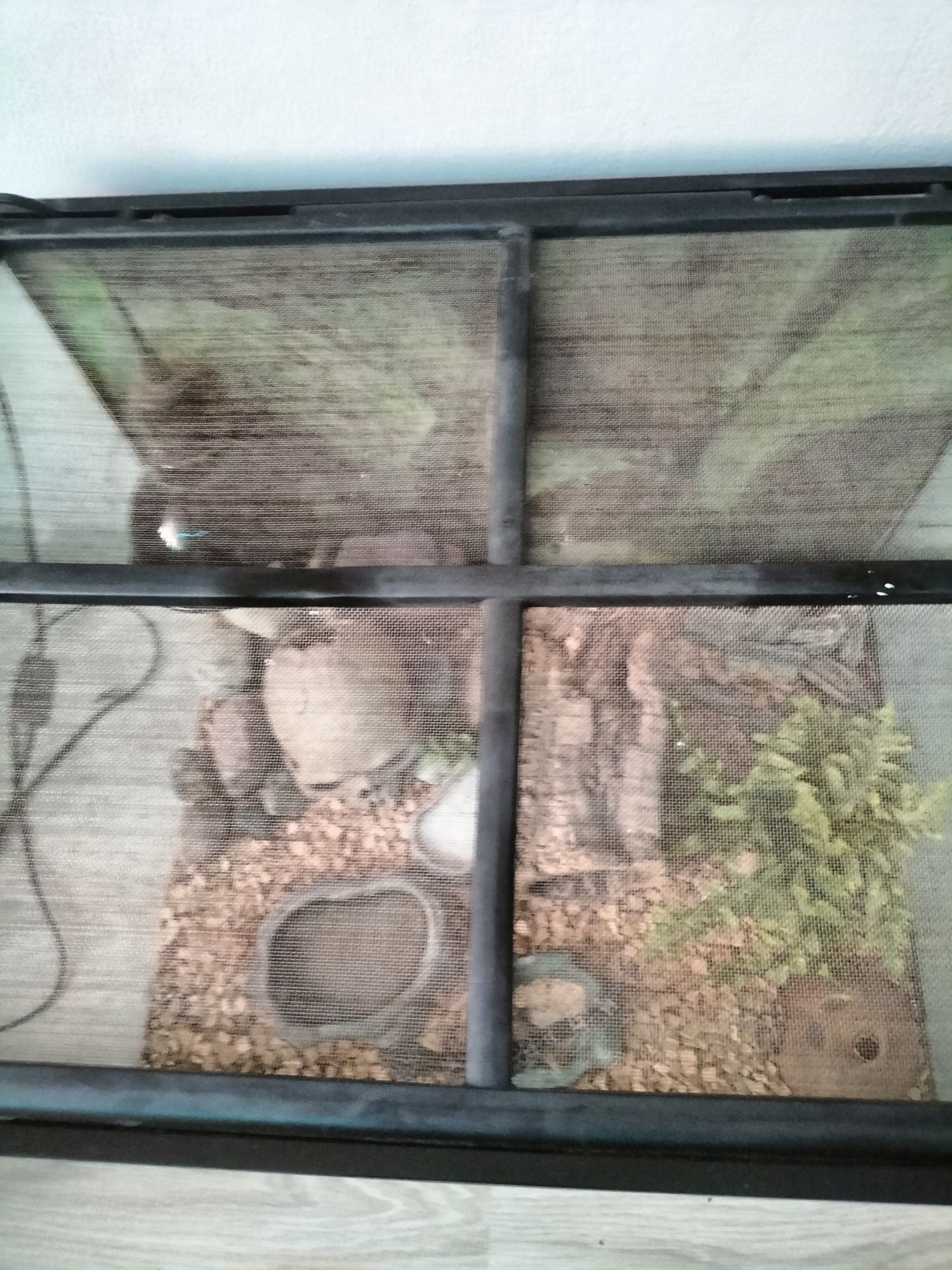 Terrarium  z gekonem