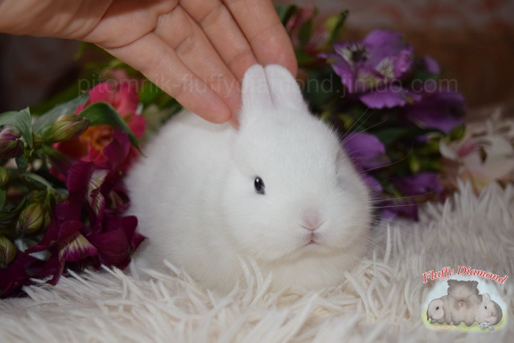 Мини ангелочки. Порода гермелин. Карликовый крольчонок. Белый кролик