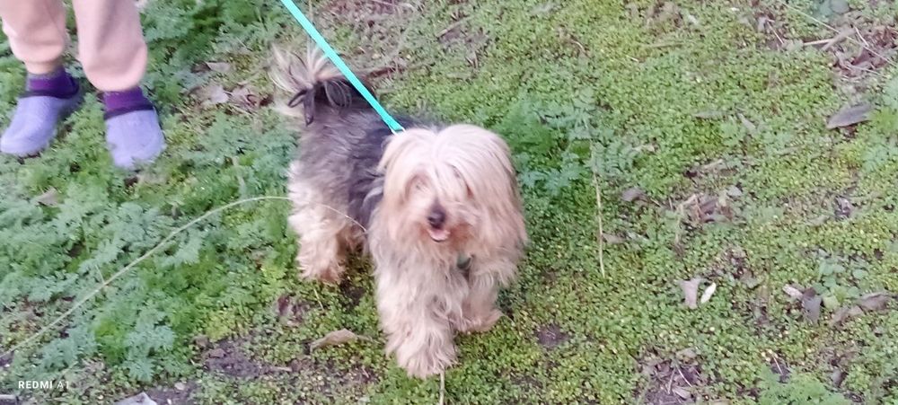 хлопчик Йорк шукає дівчинку