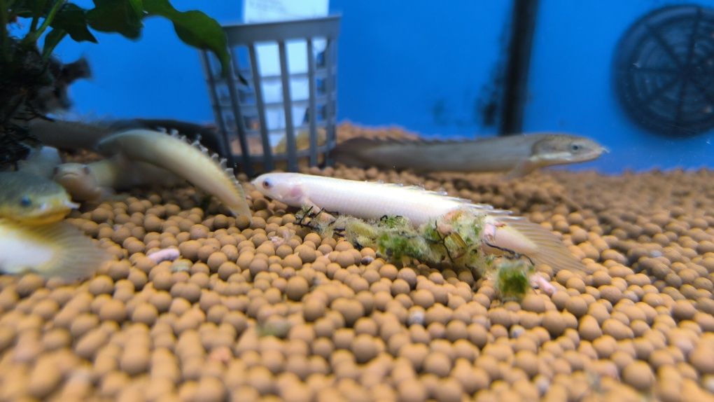 Polypterus Senegalus Albino