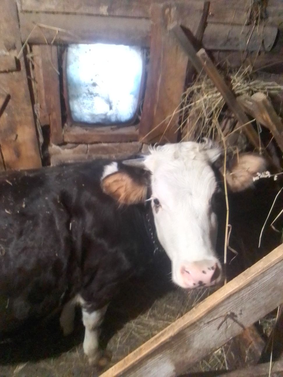 Продається тиличка 1рік