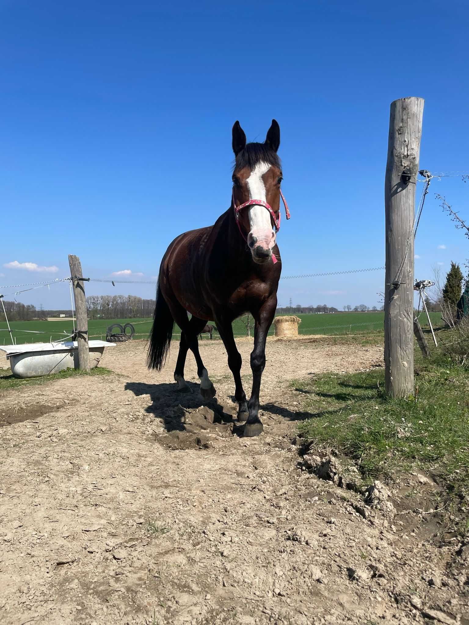 Sprzedam klacz rasy SP