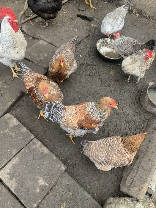 Продам кури бірківська барвиста.