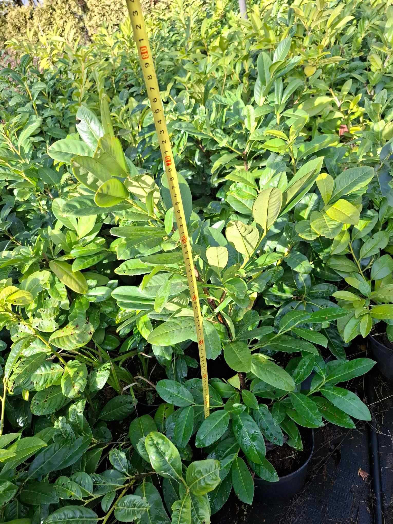 laurowiśnia wschodnia`Etna`, Prunus laurocerasus `Etna`