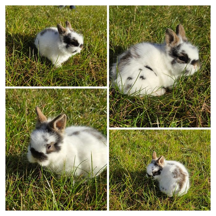 Królik miniaturka teddy króliki miniaturki TEDDY