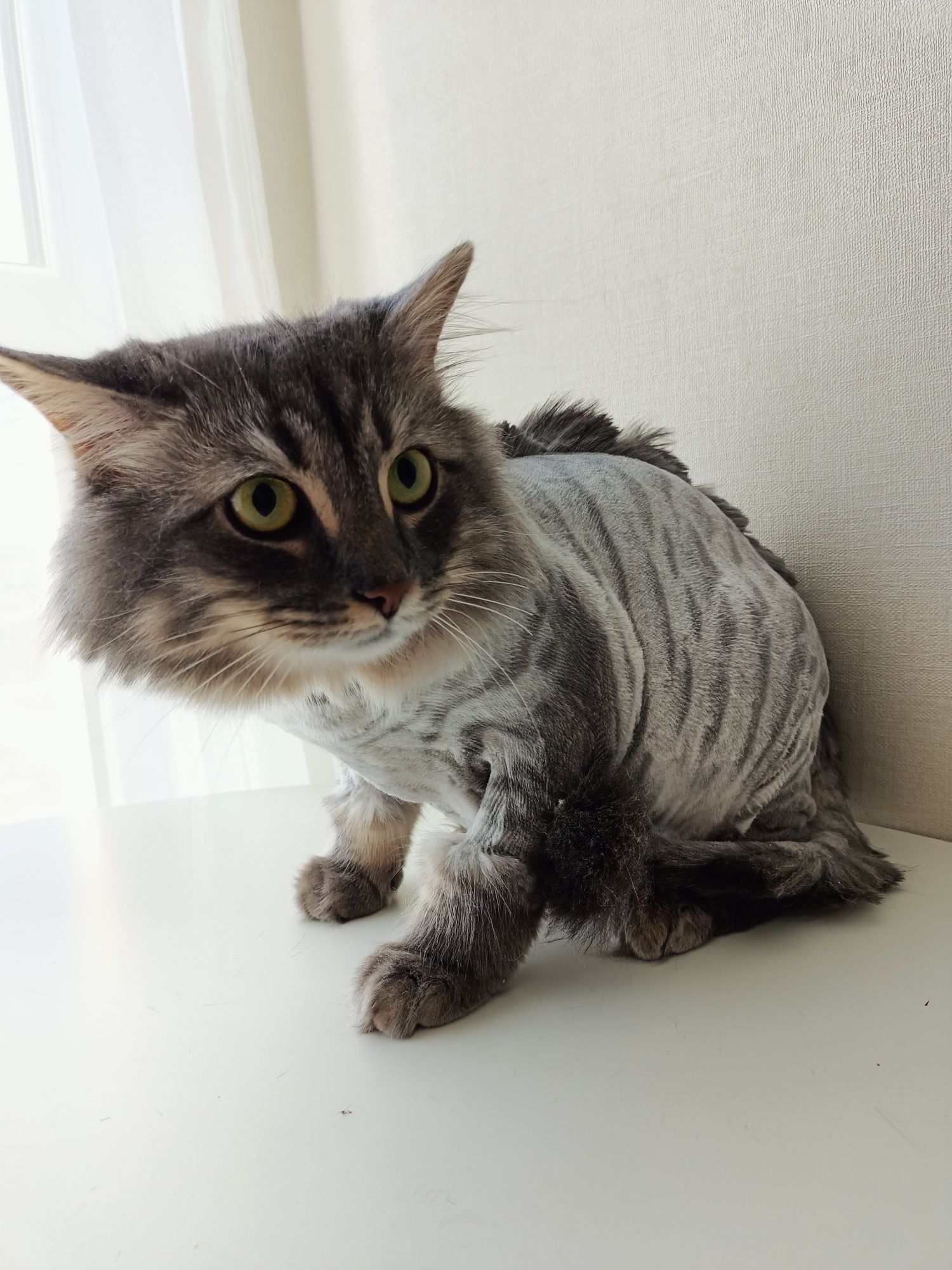 Котячий грумер, грумінг для кота,правий берег,тиха машинка