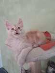 Kocurek czerwony srebrny ds