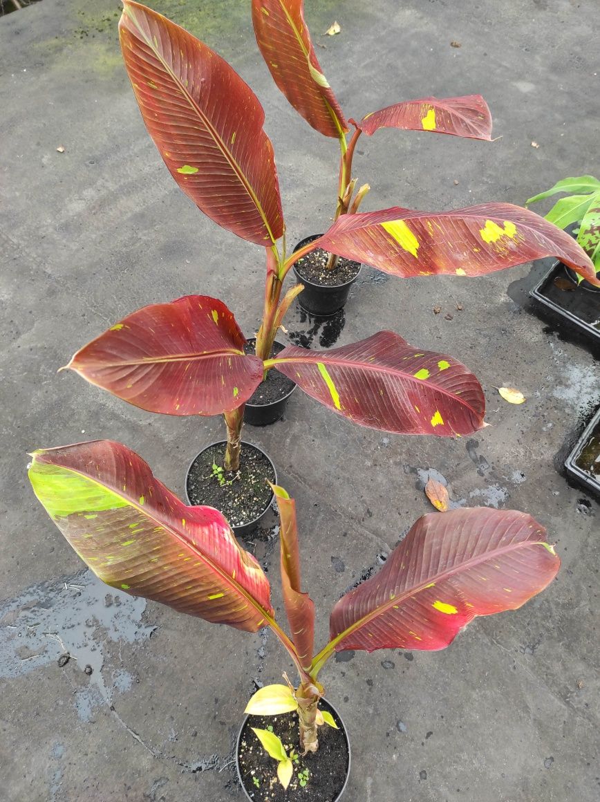 Musa Siam Ruby 80cm