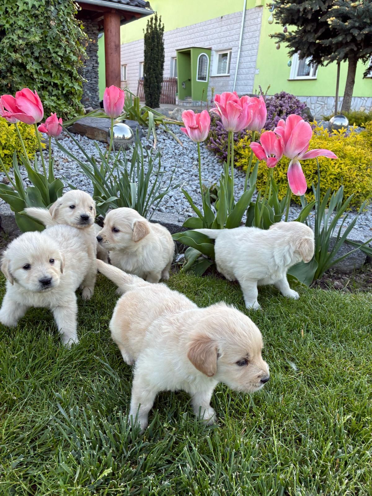 Golden Retriever śliczny piesek