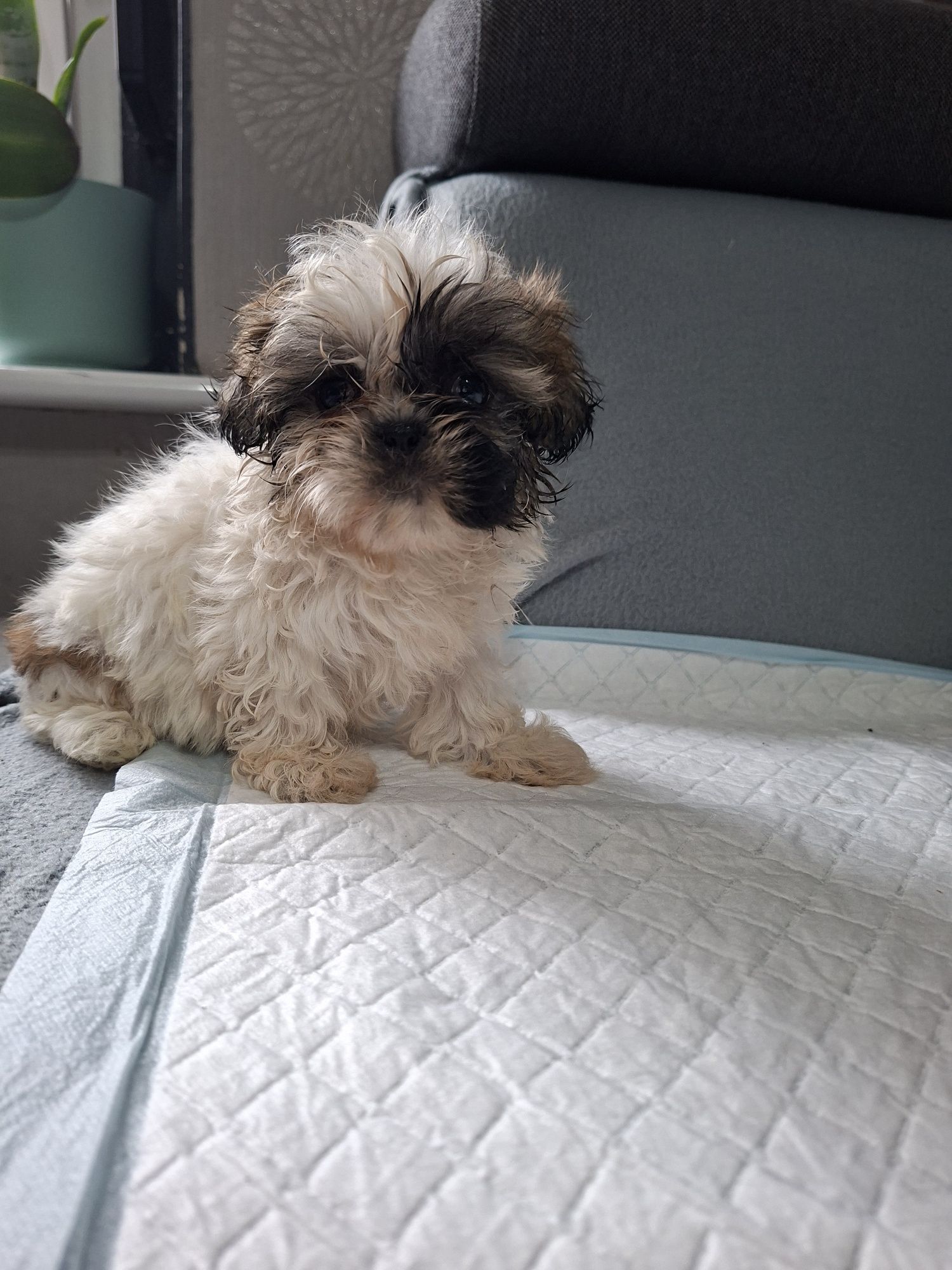 Shih  Tzu suczka