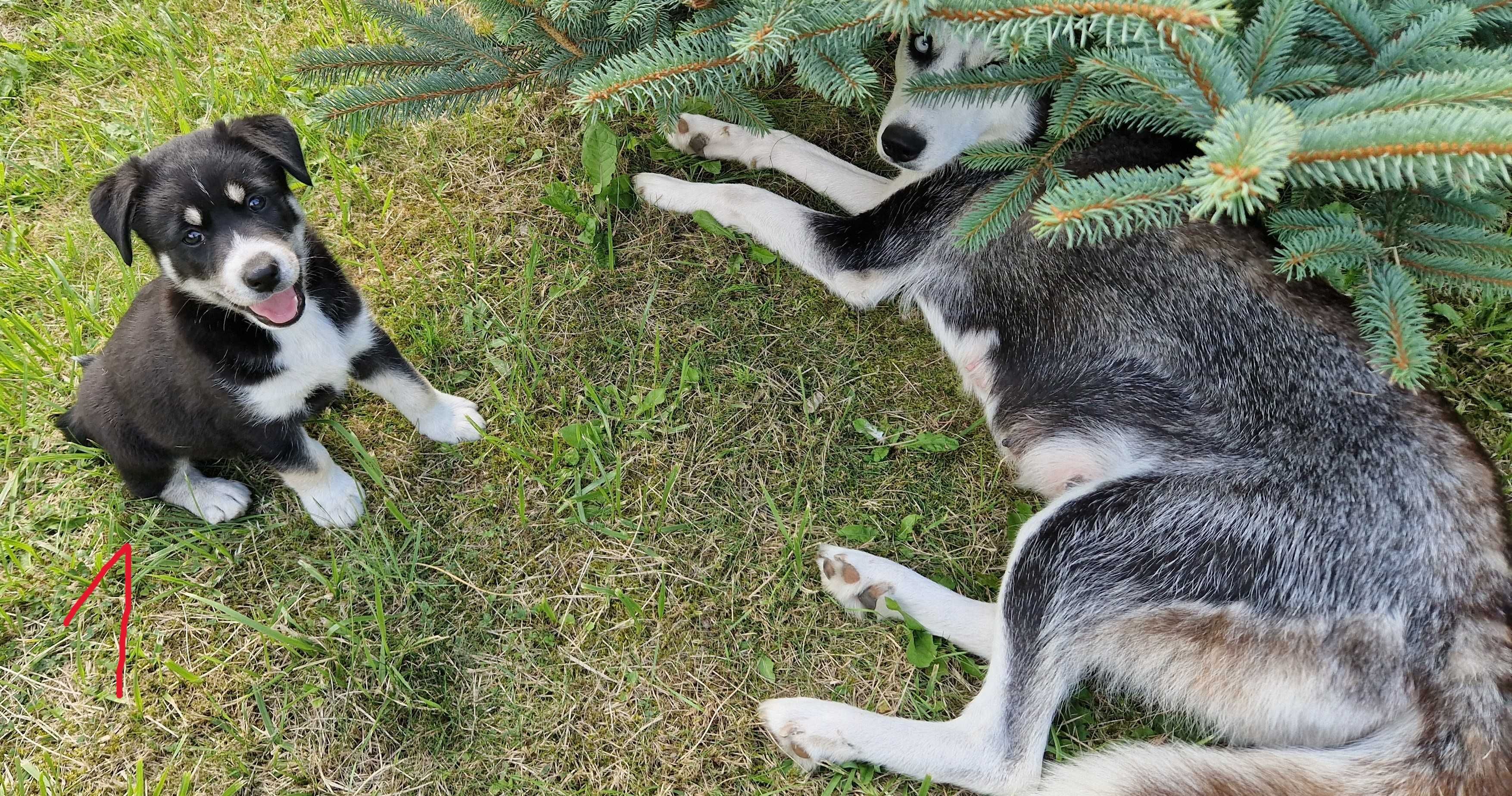 Szczenięta Syberian Husky