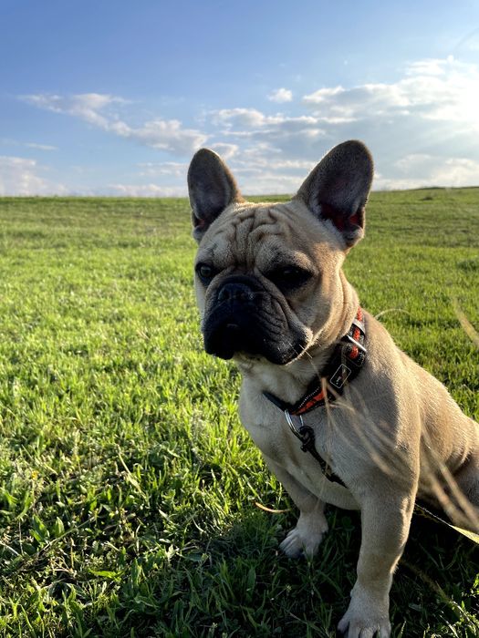 Французький бульдог для в'язки