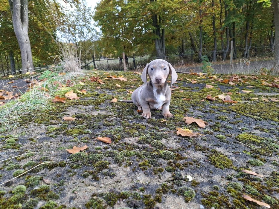 jamnik blue merlle piesek