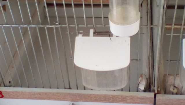 Regał dla kanarków z kanarkami / lub sam regał /