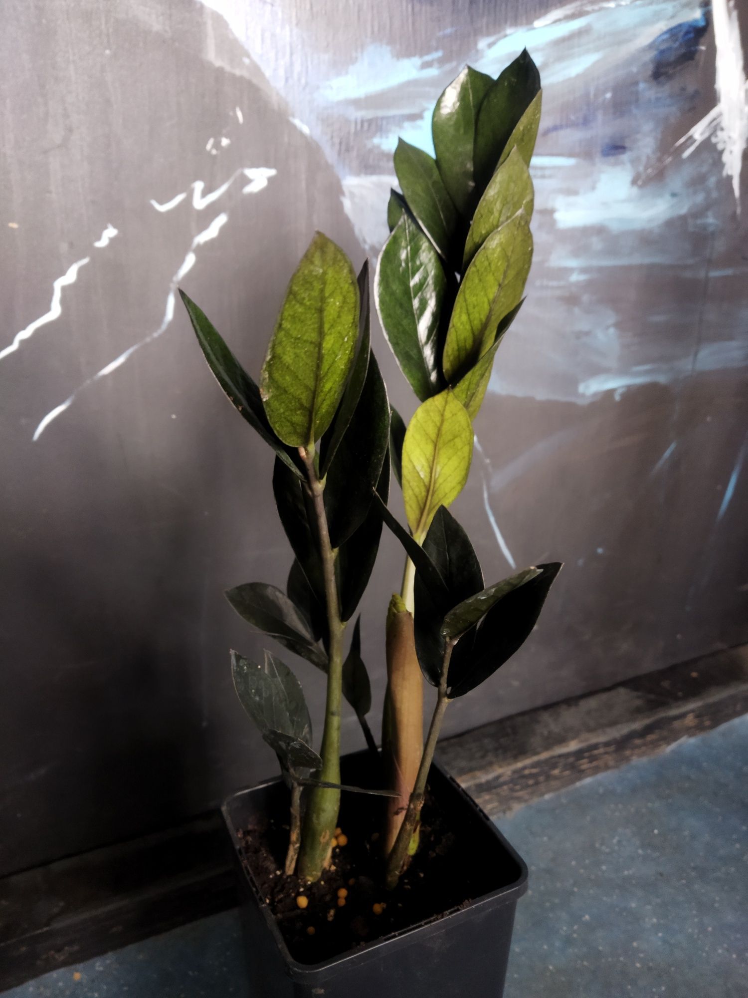 Чорний заміокулькас Равен Raven Zamioculcas