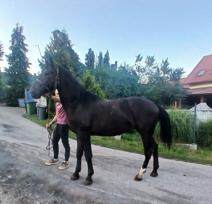 Ogier  2lata  ok 163-164cm