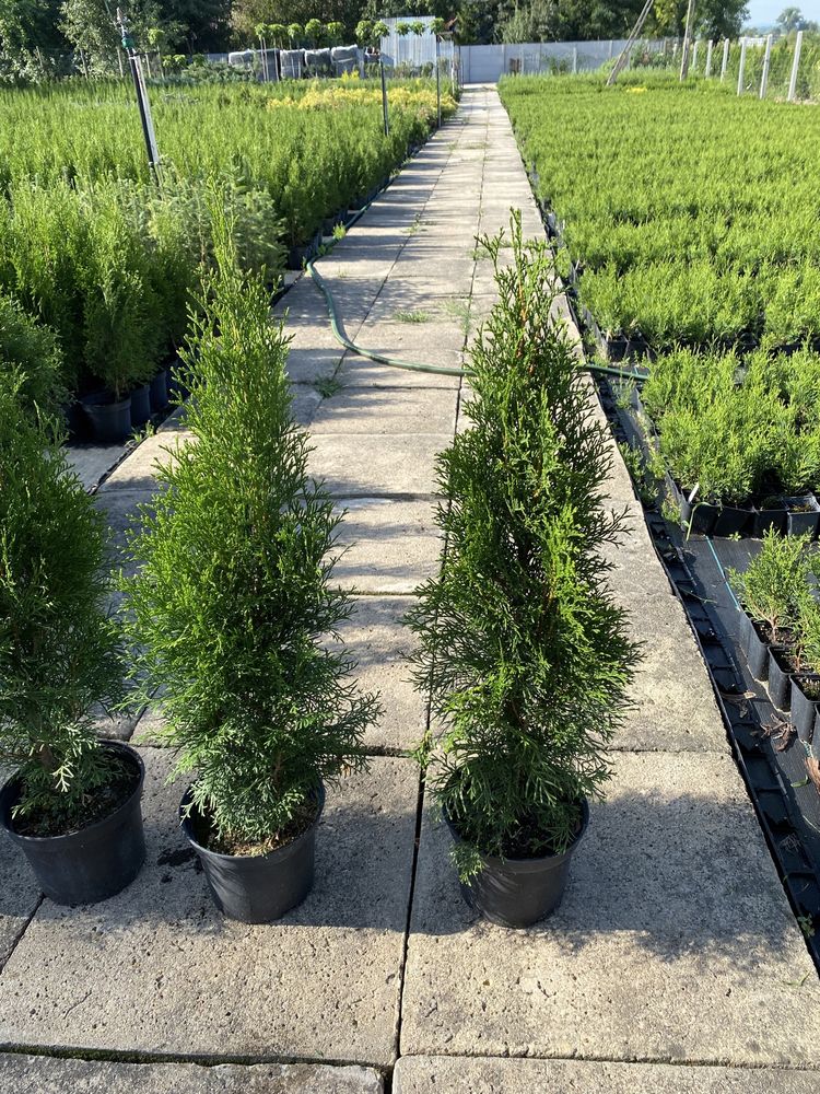 Thuja tuja szmaragd 60-70cm w doniczce