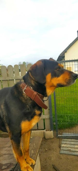 Oddam psa w dobre ręce - Bono