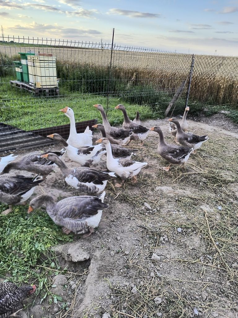Gęsi landens , Gęsi kartuskie siodłate