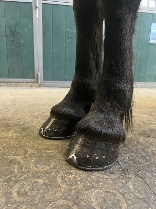 Werkowanie/podkuwanie koni