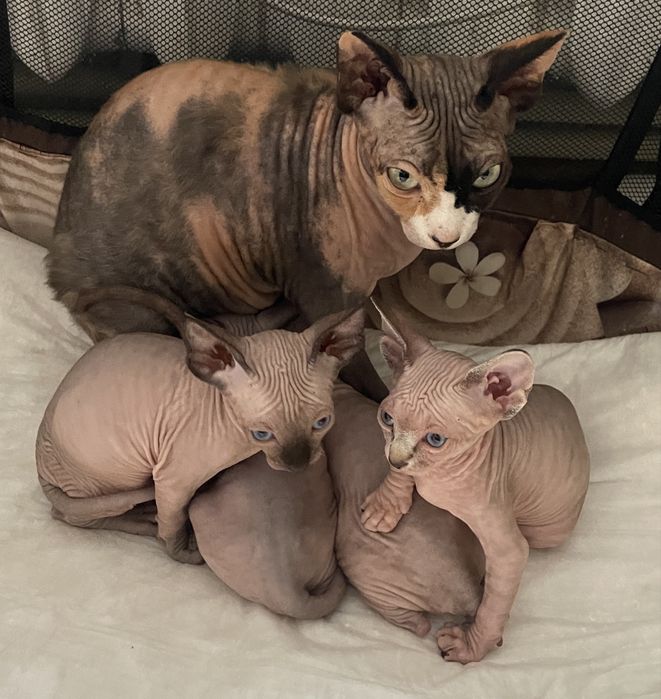 Канадский сфинкс