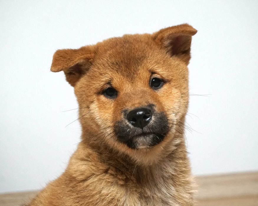 shiba inu czerwony piesek szczeniaczek