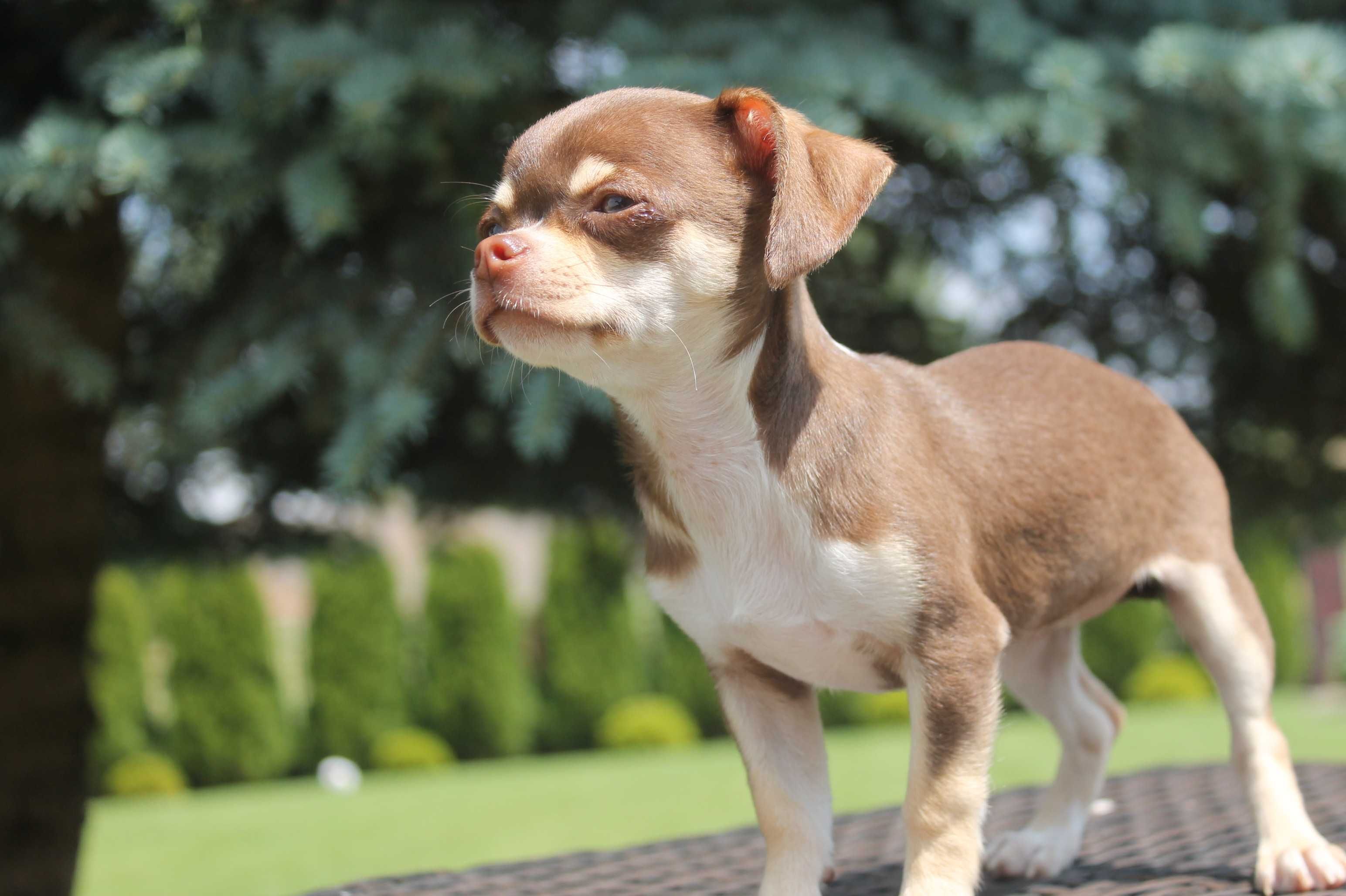 Chihuahua śliczna mini suczka - już do odbioru