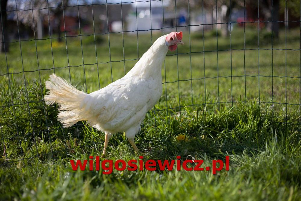Kury Kokoszki Nioski