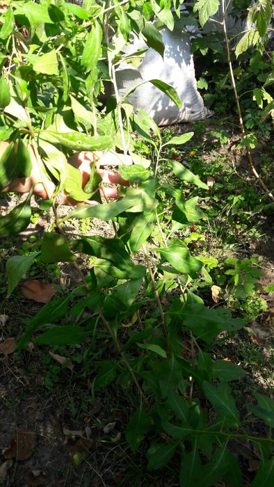 Продам саженцы годжи