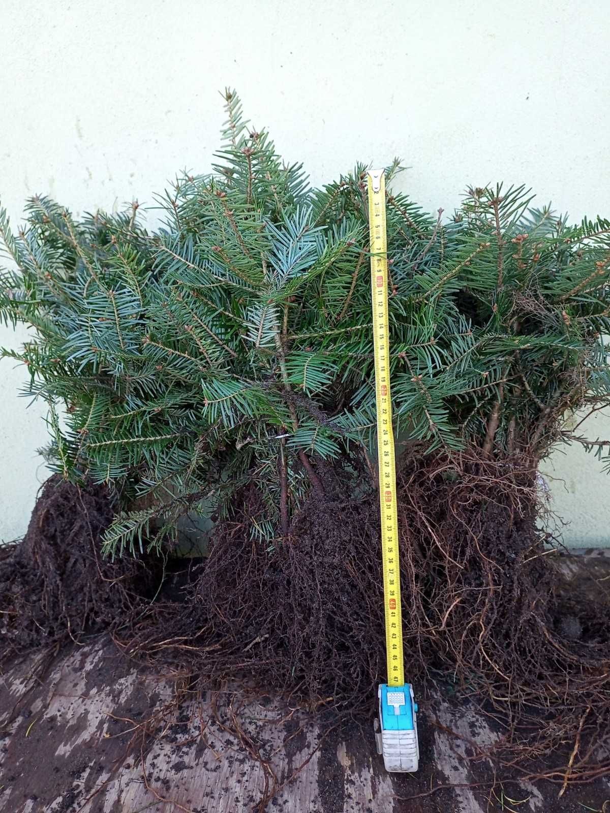 Jodła pospolita 4 L sadzonki 25-40cm szkółkowane  komplet 50 sztuk